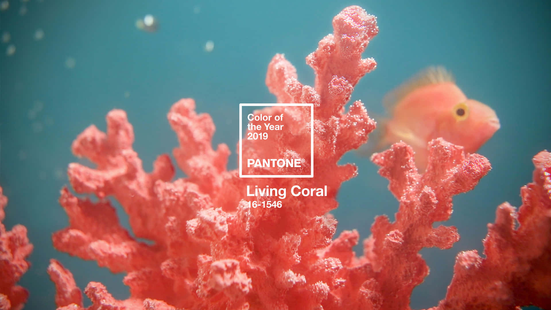 Coral Color Wallpapers