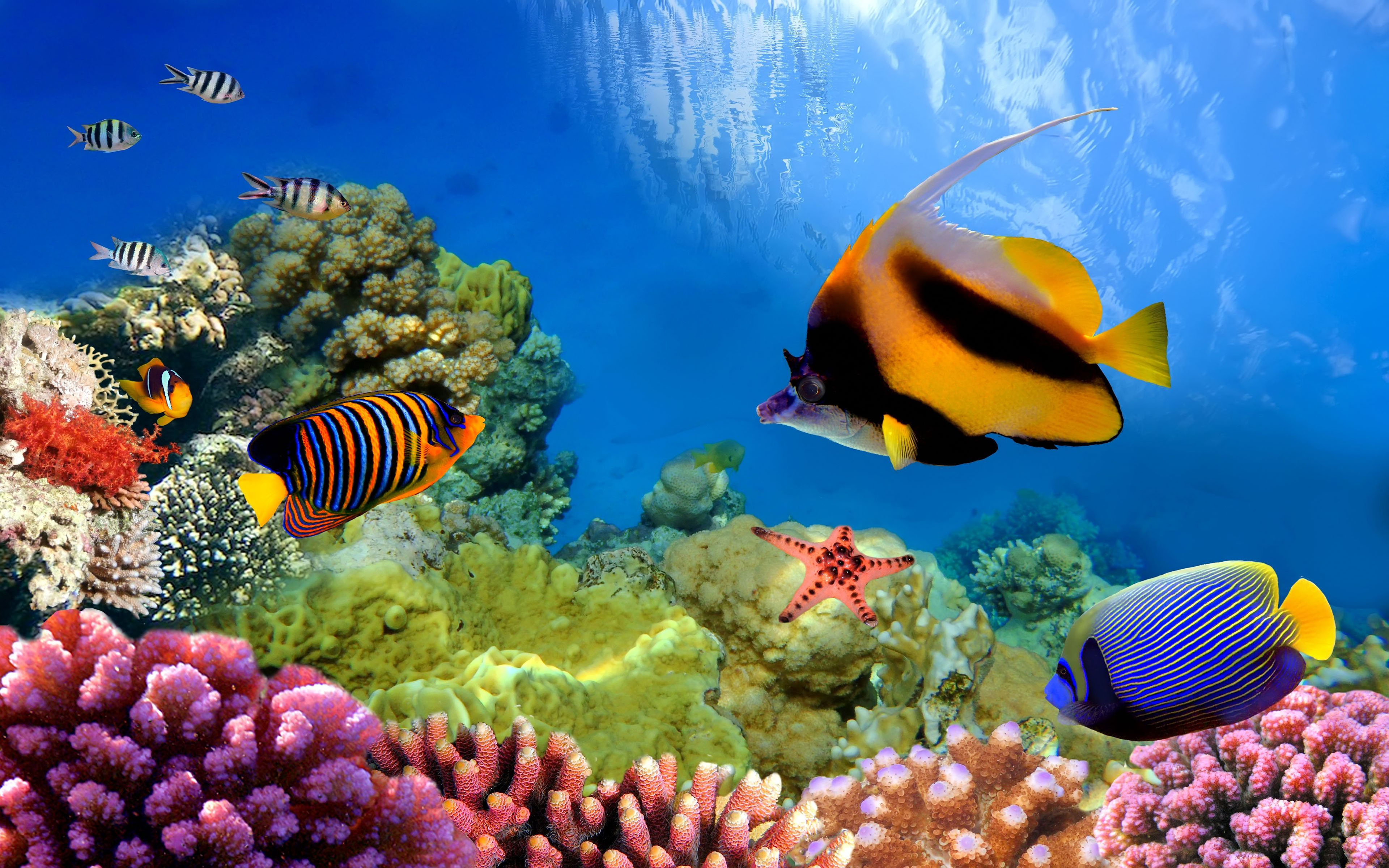 Coral Reef 1920X1080 Wallpapers