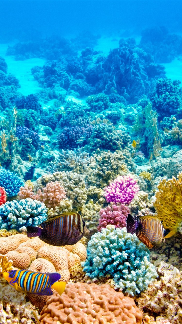 Coral Reef Iphone Wallpapers