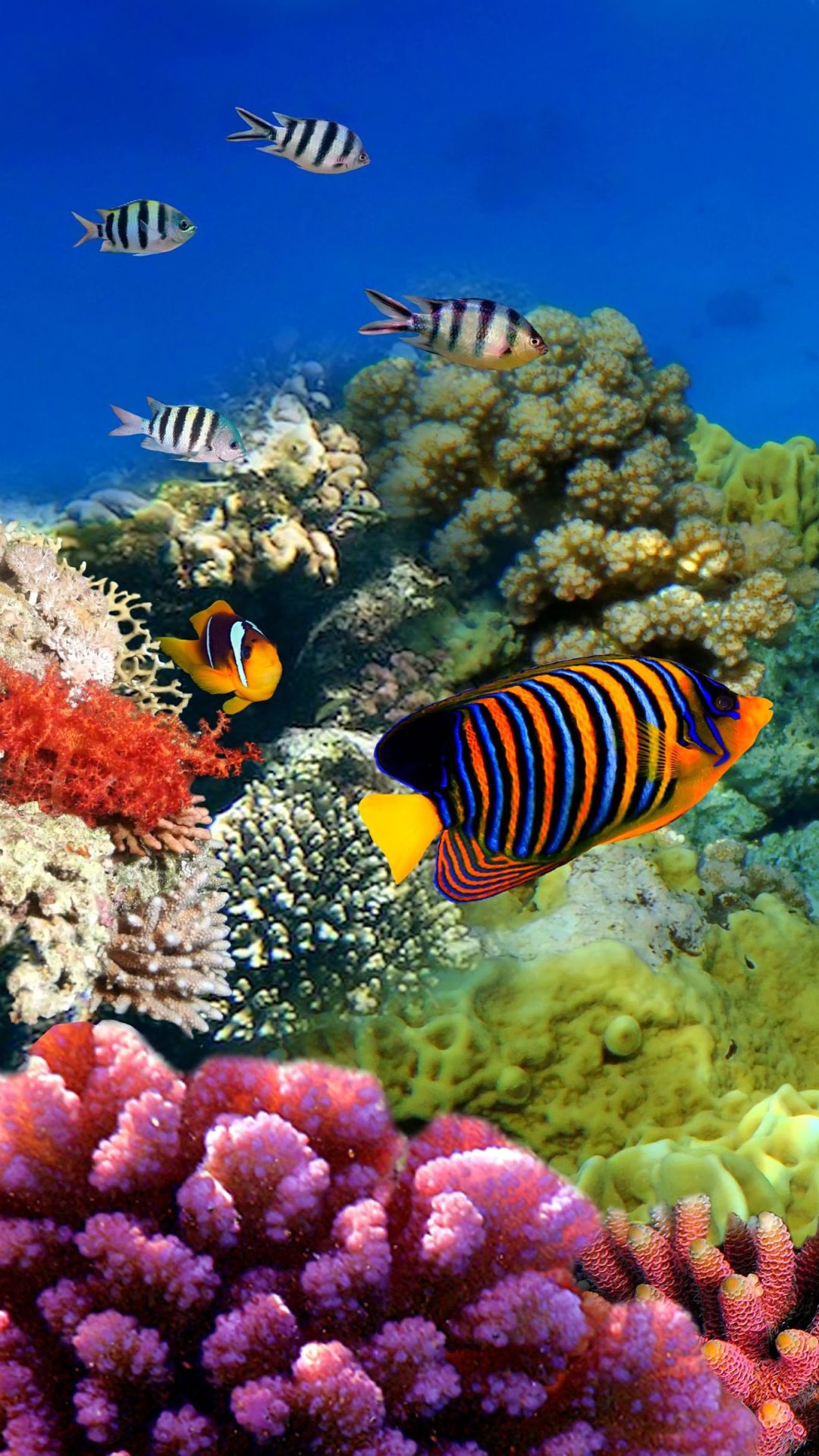 Coral Reef Phone Wallpapers