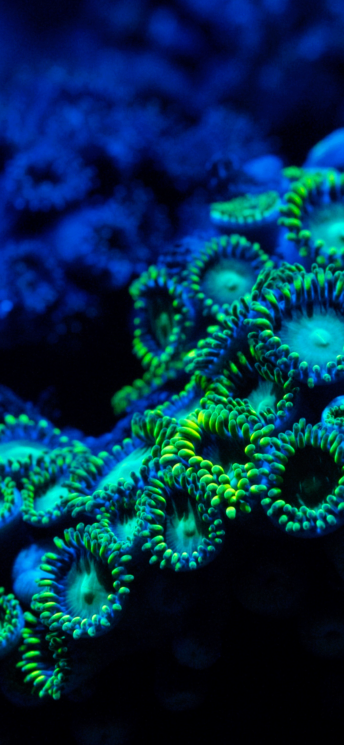 Coral Reef Phone Wallpapers
