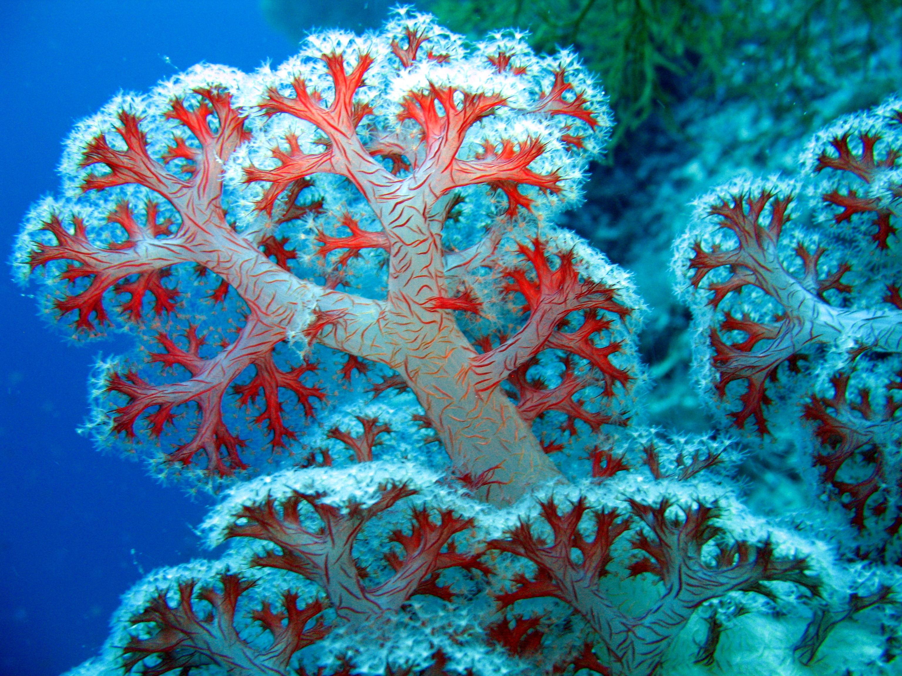 Coral Wallpapers