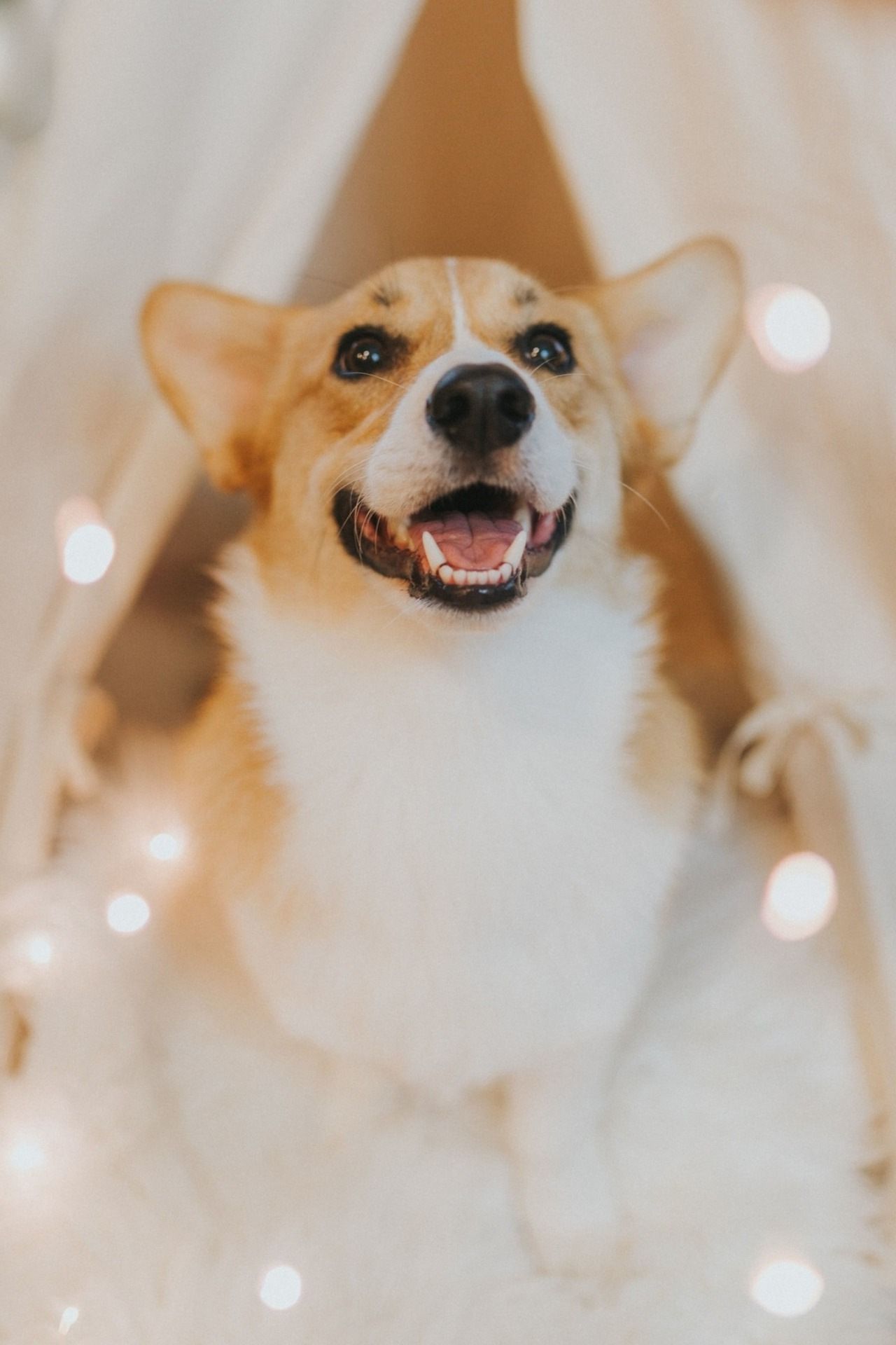 Corgi Iphone Wallpapers