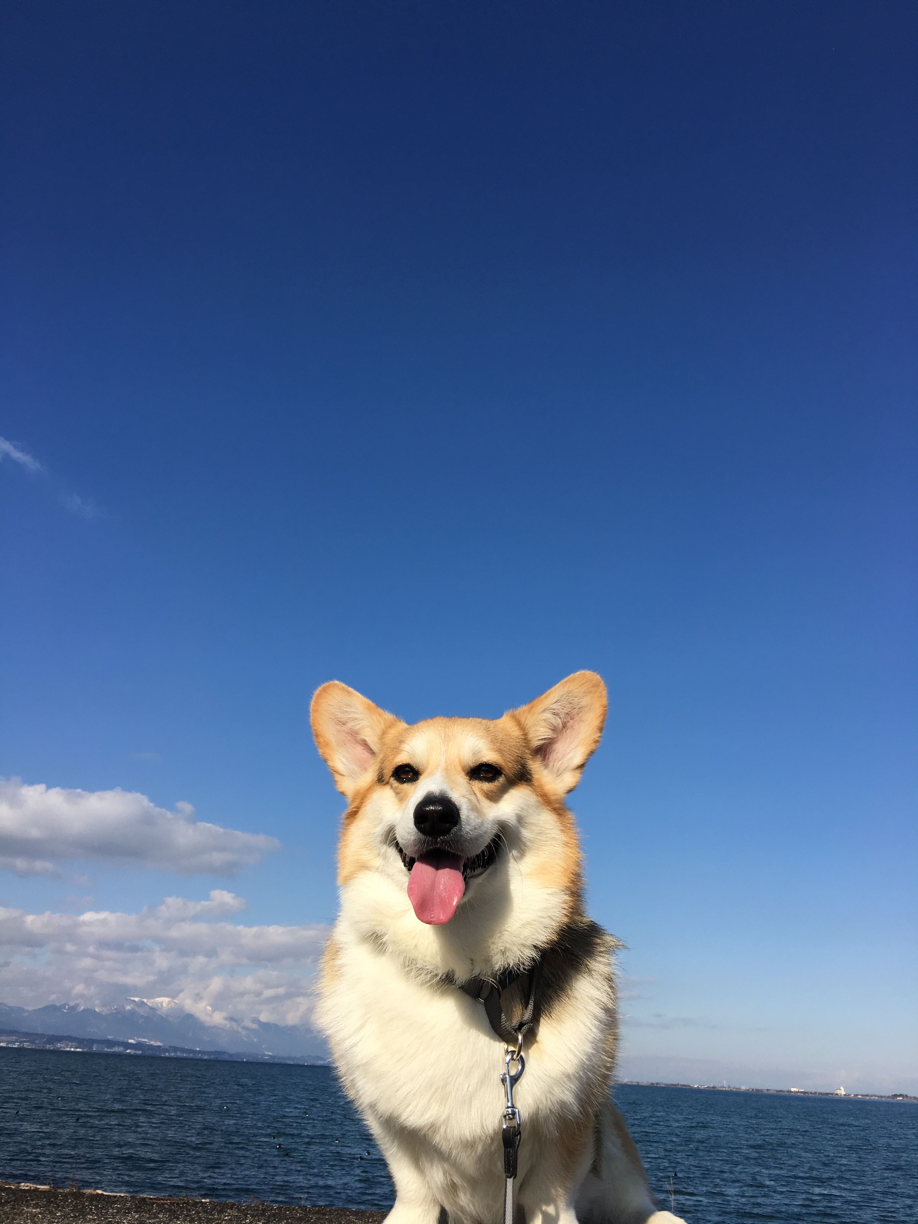 Corgi Iphone Wallpapers