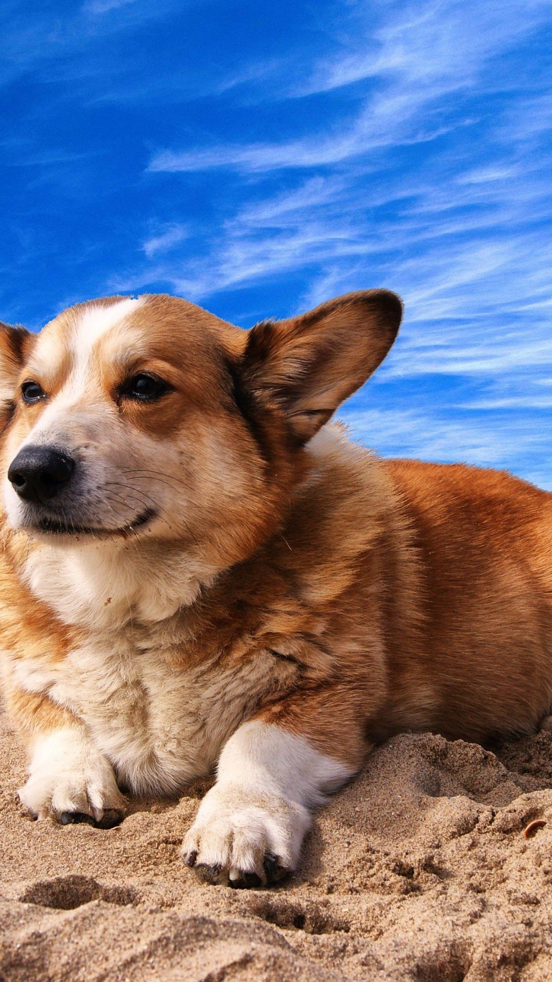 Corgi Iphone Wallpapers