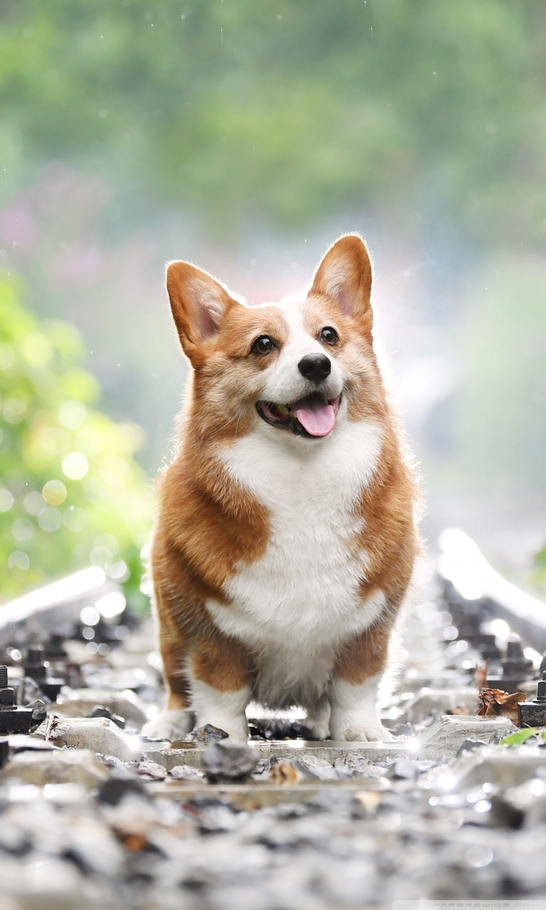 Corgi Iphone Wallpapers