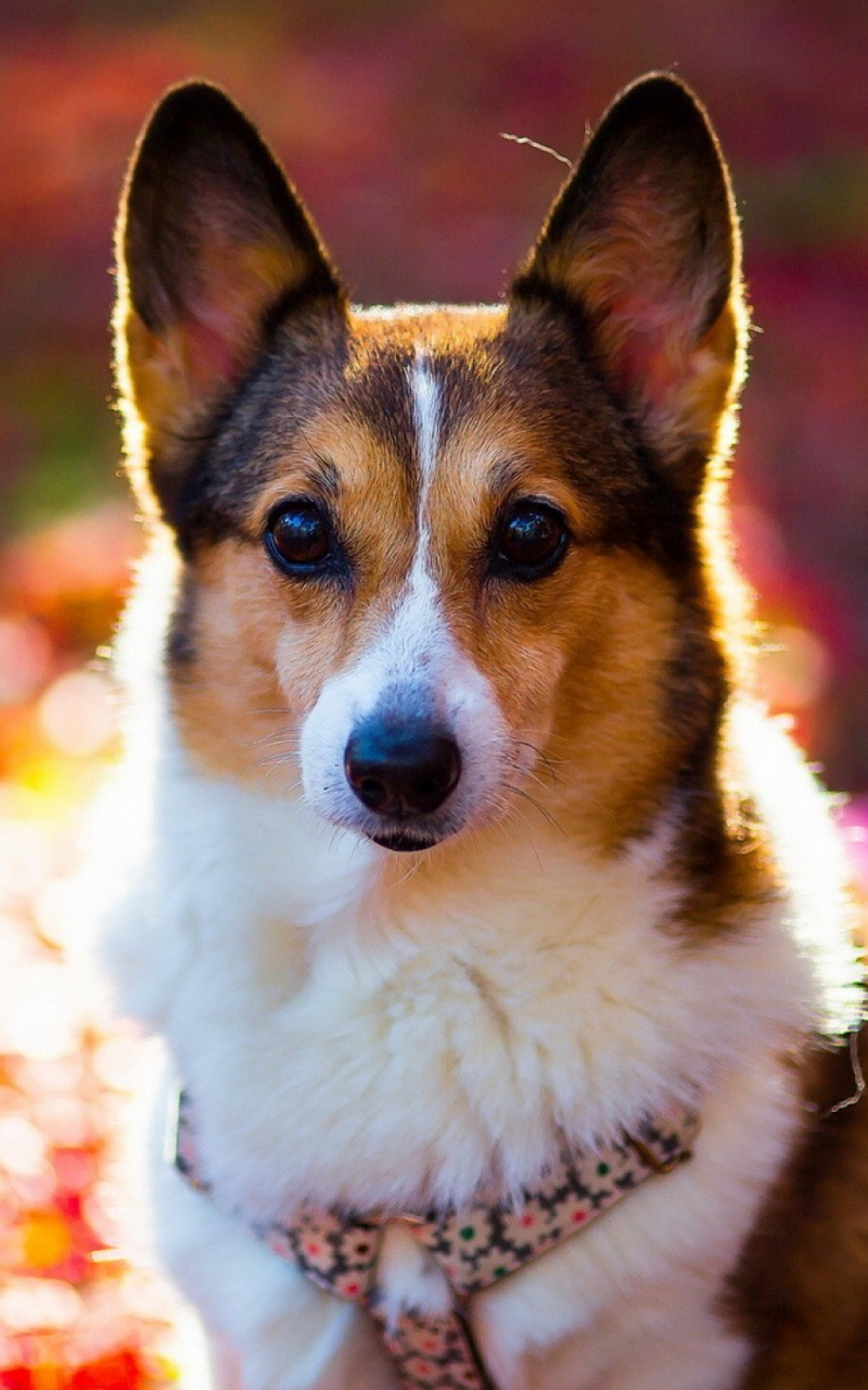 Corgi Iphone Wallpapers