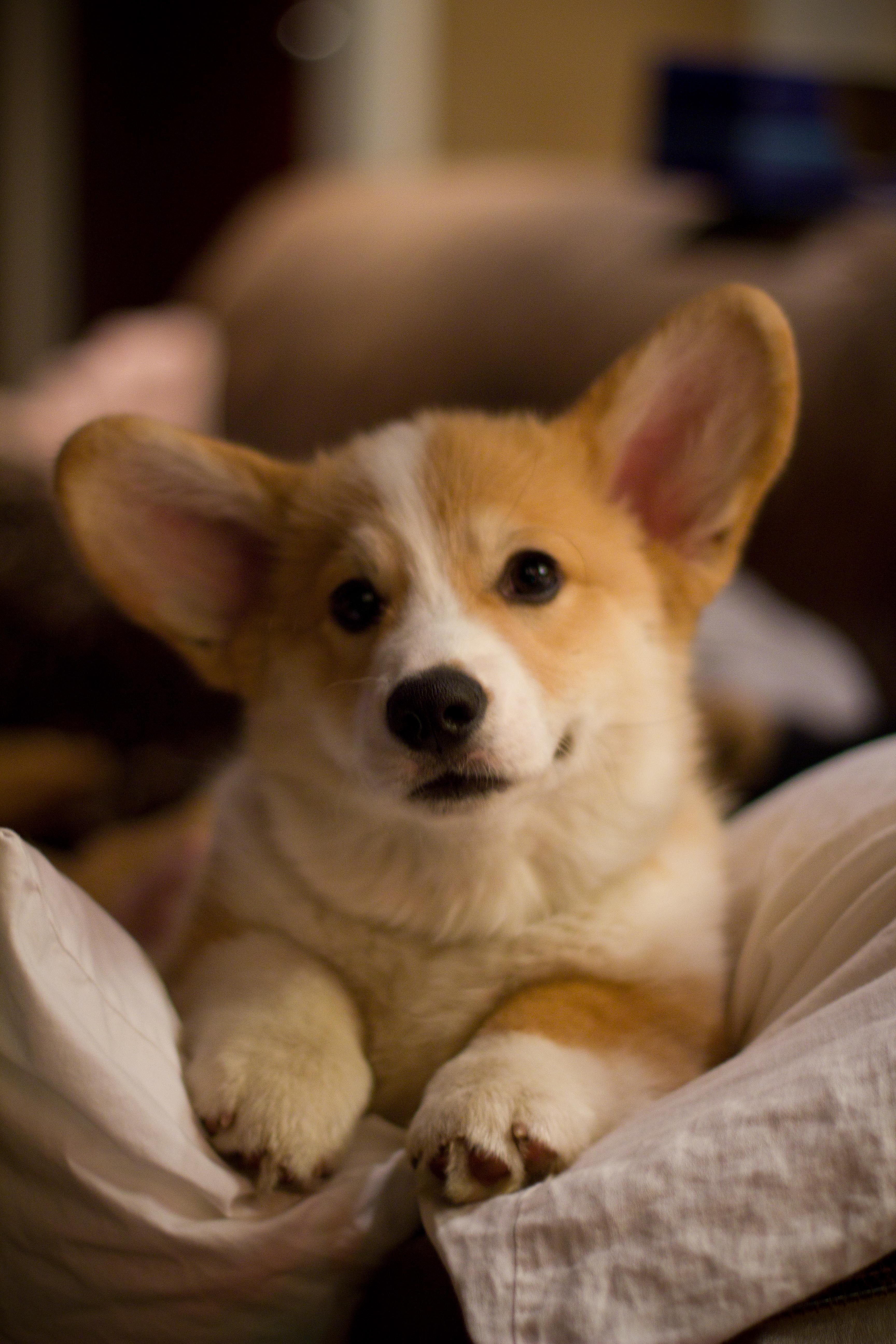 Corgi Iphone Wallpapers