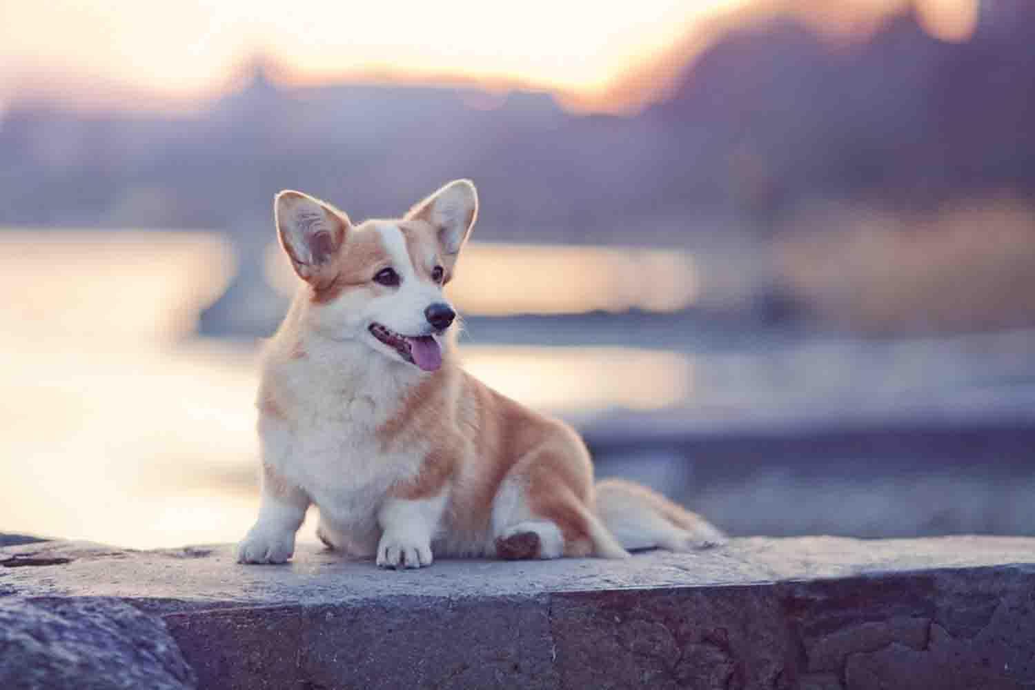 Corgi Iphone Wallpapers