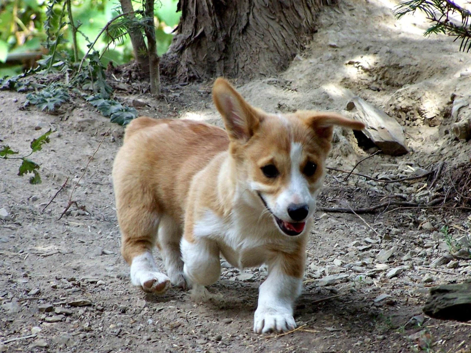 Corgi Iphone Wallpapers