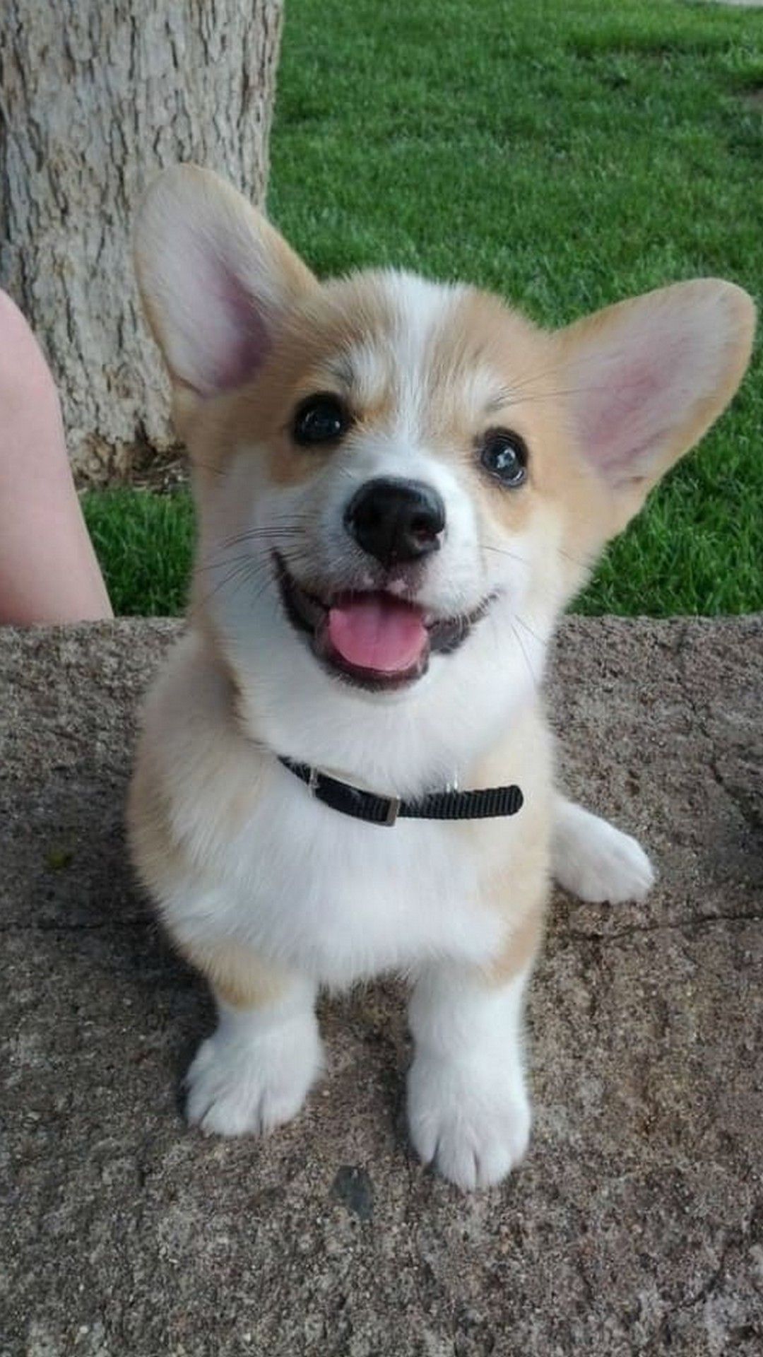 Corgi Iphone Wallpapers