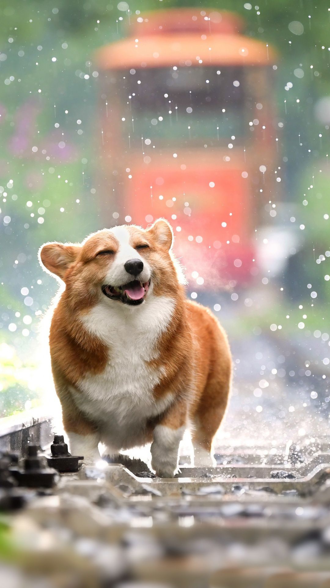 Corgi Iphone Wallpapers