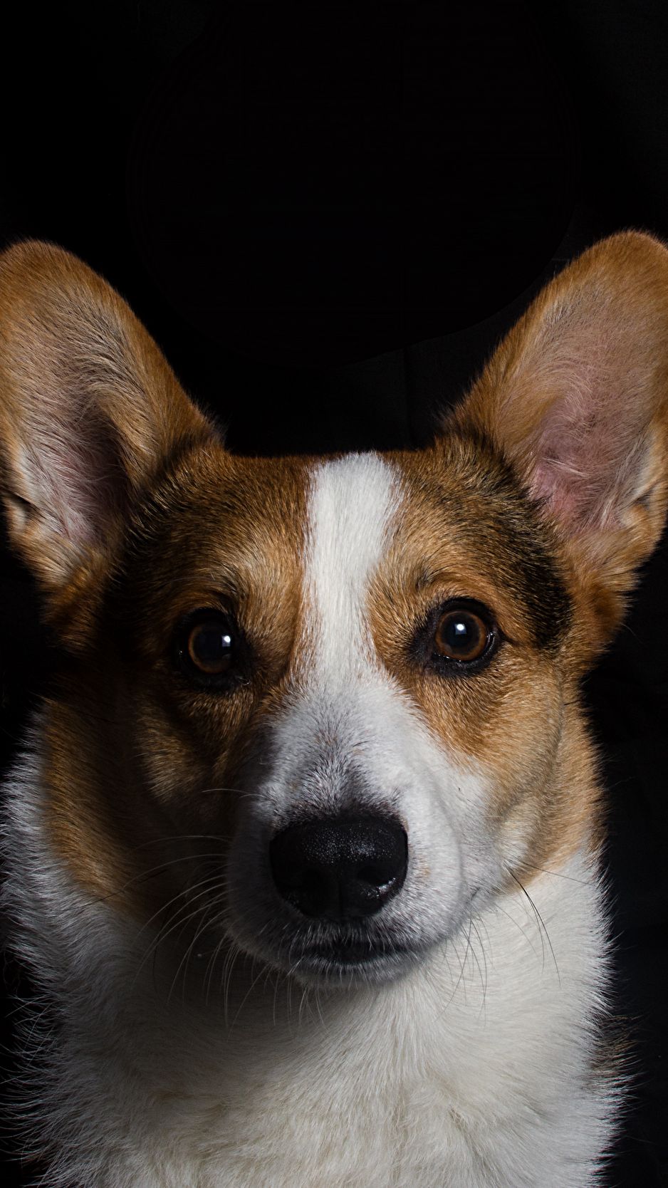 Corgi Iphone Wallpapers