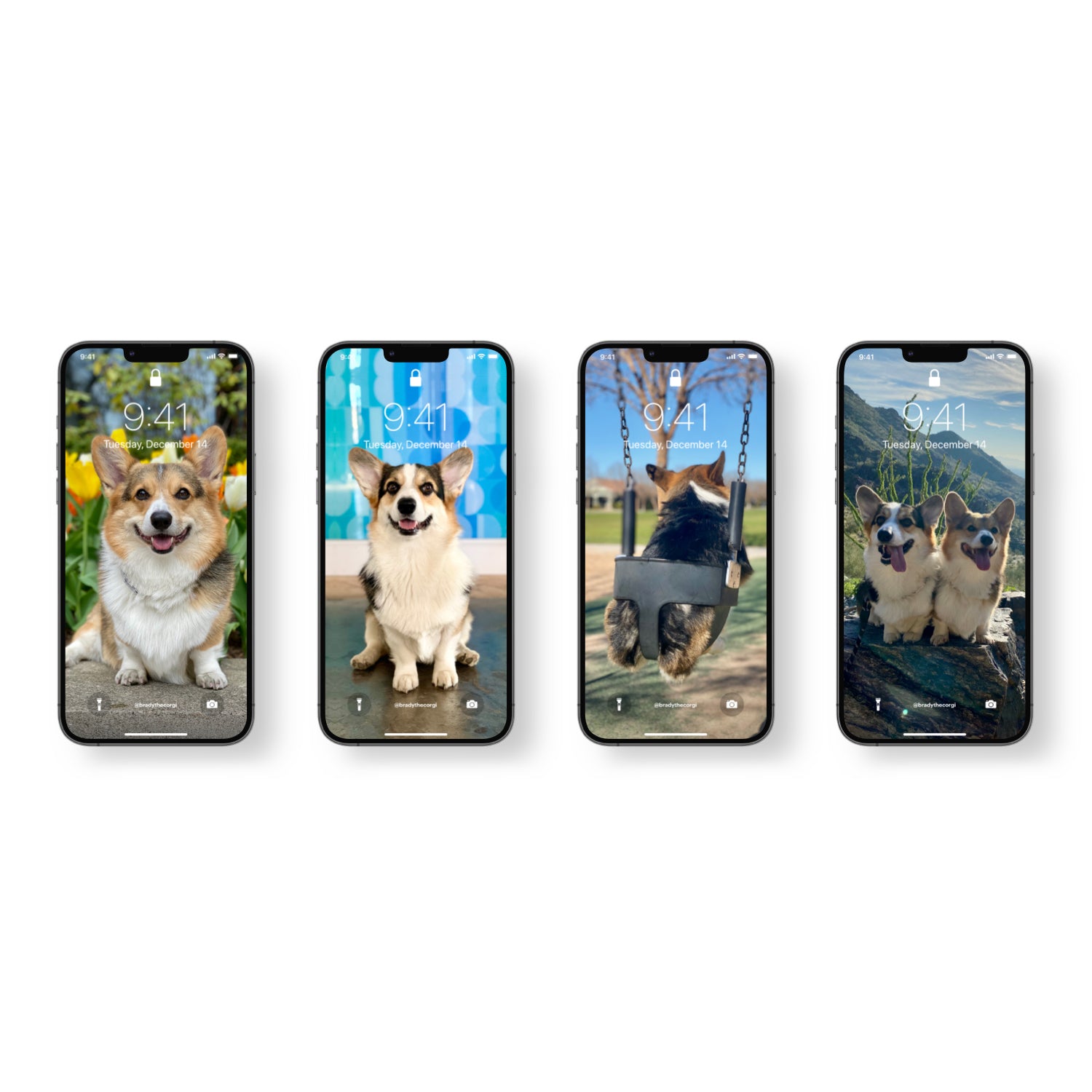 Corgi Iphone Wallpapers