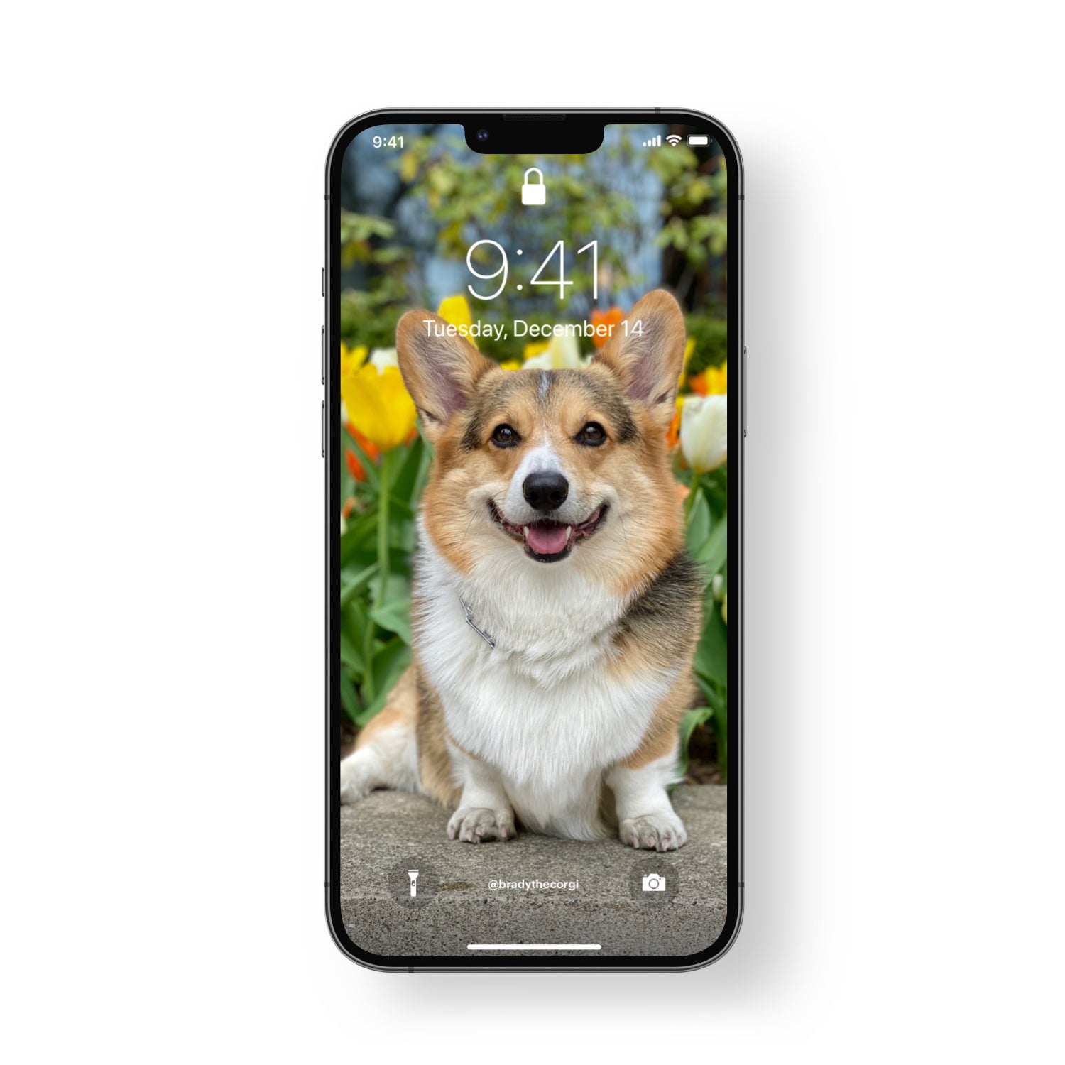 Corgi Iphone Wallpapers