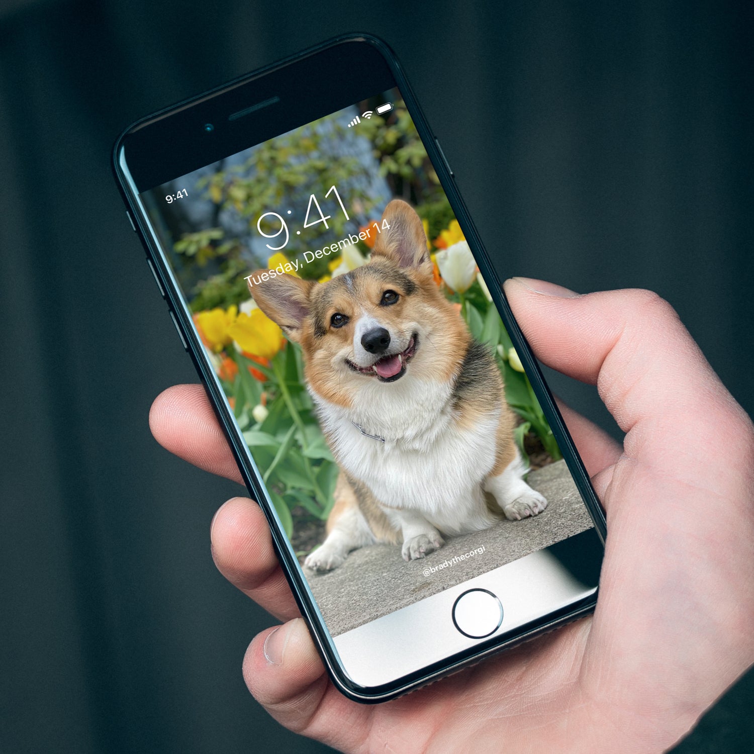 Corgi Iphone Wallpapers