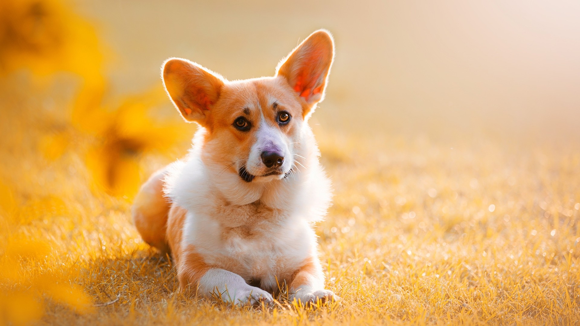 Corgi Wallpapers