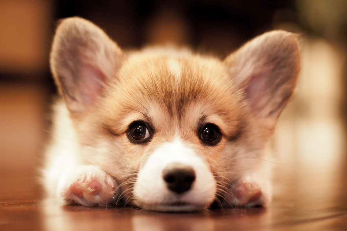 Corgi Wallpapers