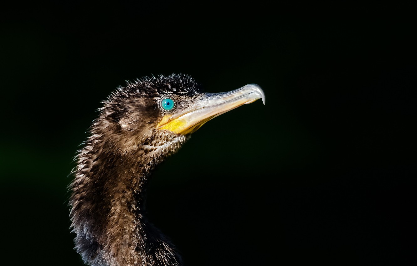 Cormorant Wallpapers