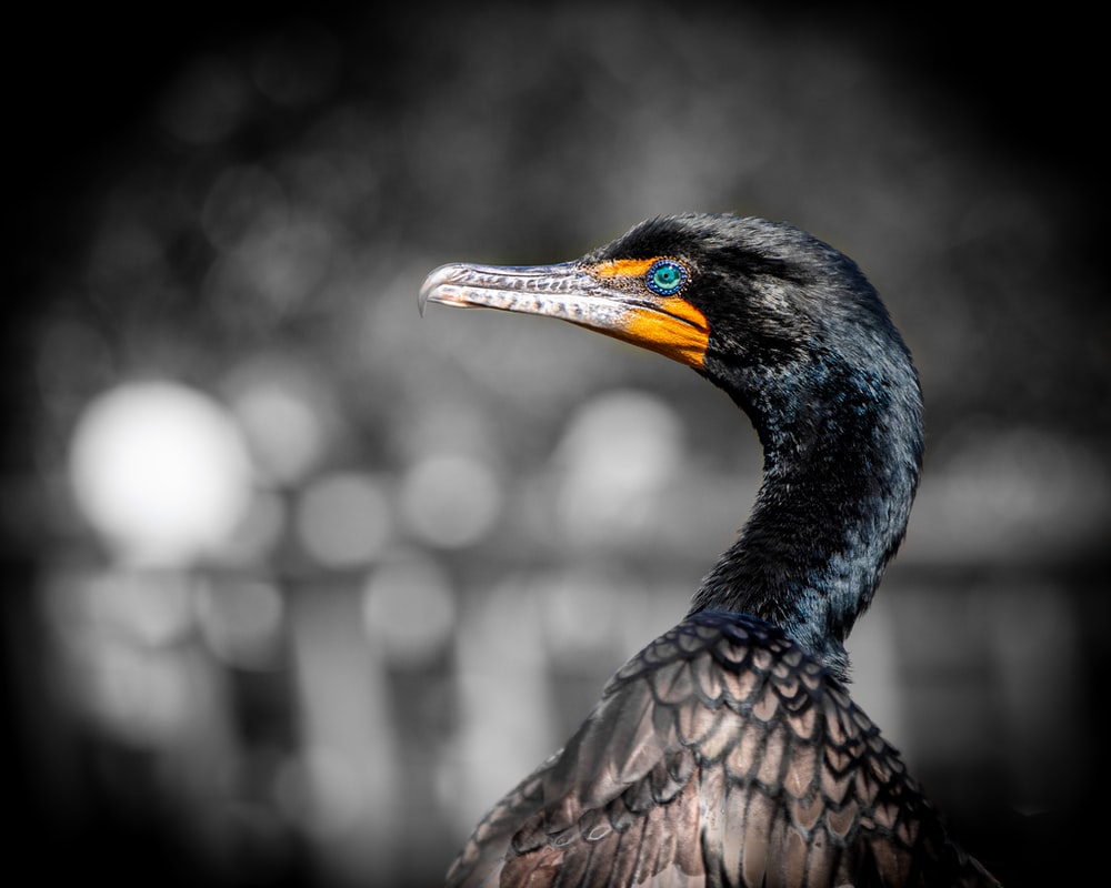 Cormorant Wallpapers