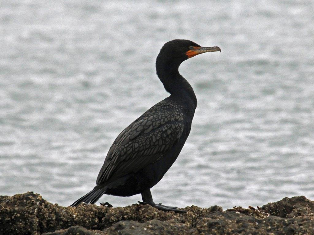 Cormorant Wallpapers