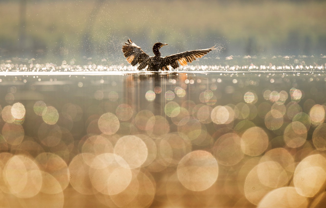 Cormorant Wallpapers