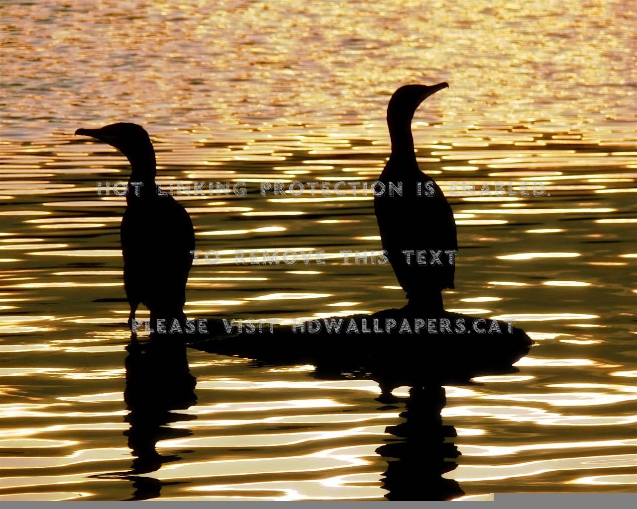 Cormorant Wallpapers