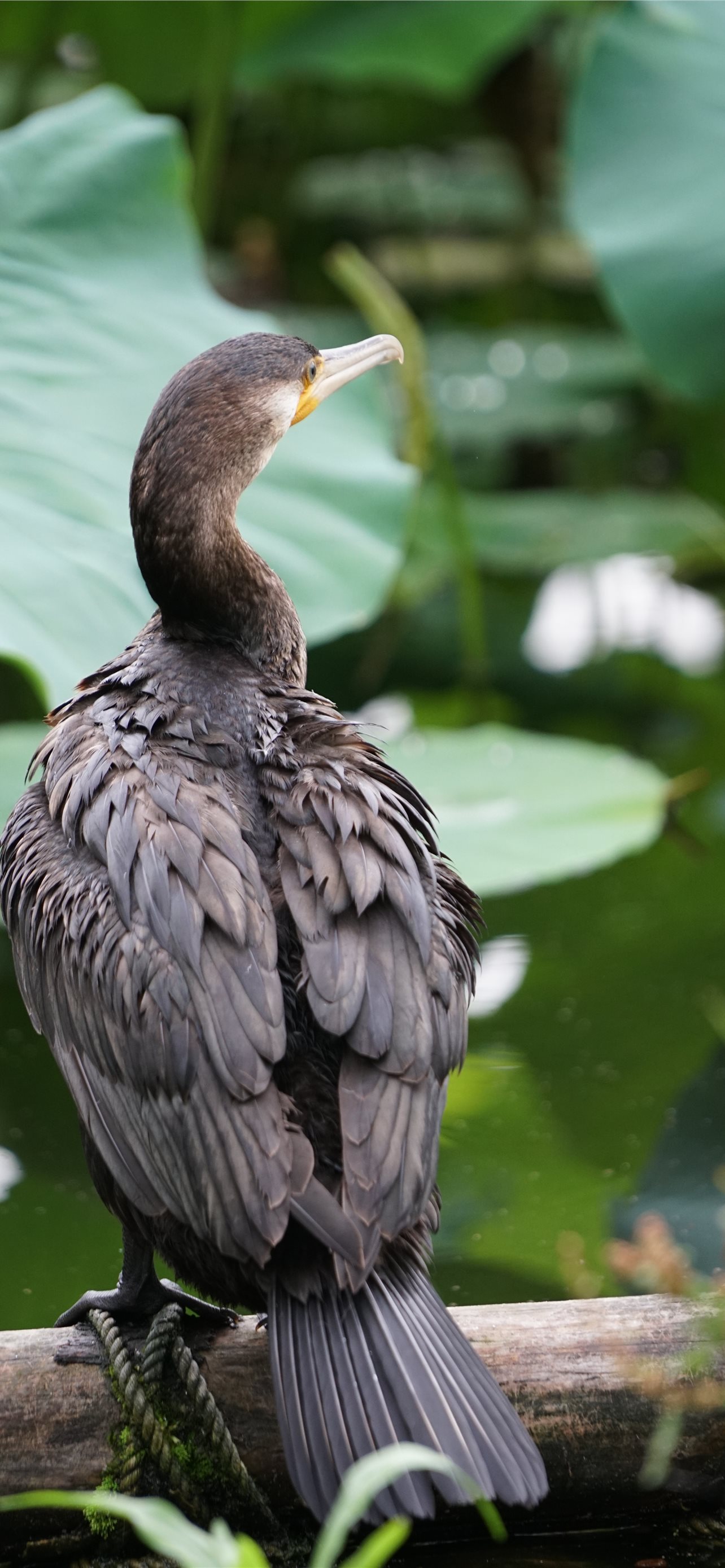 Cormorant Wallpapers