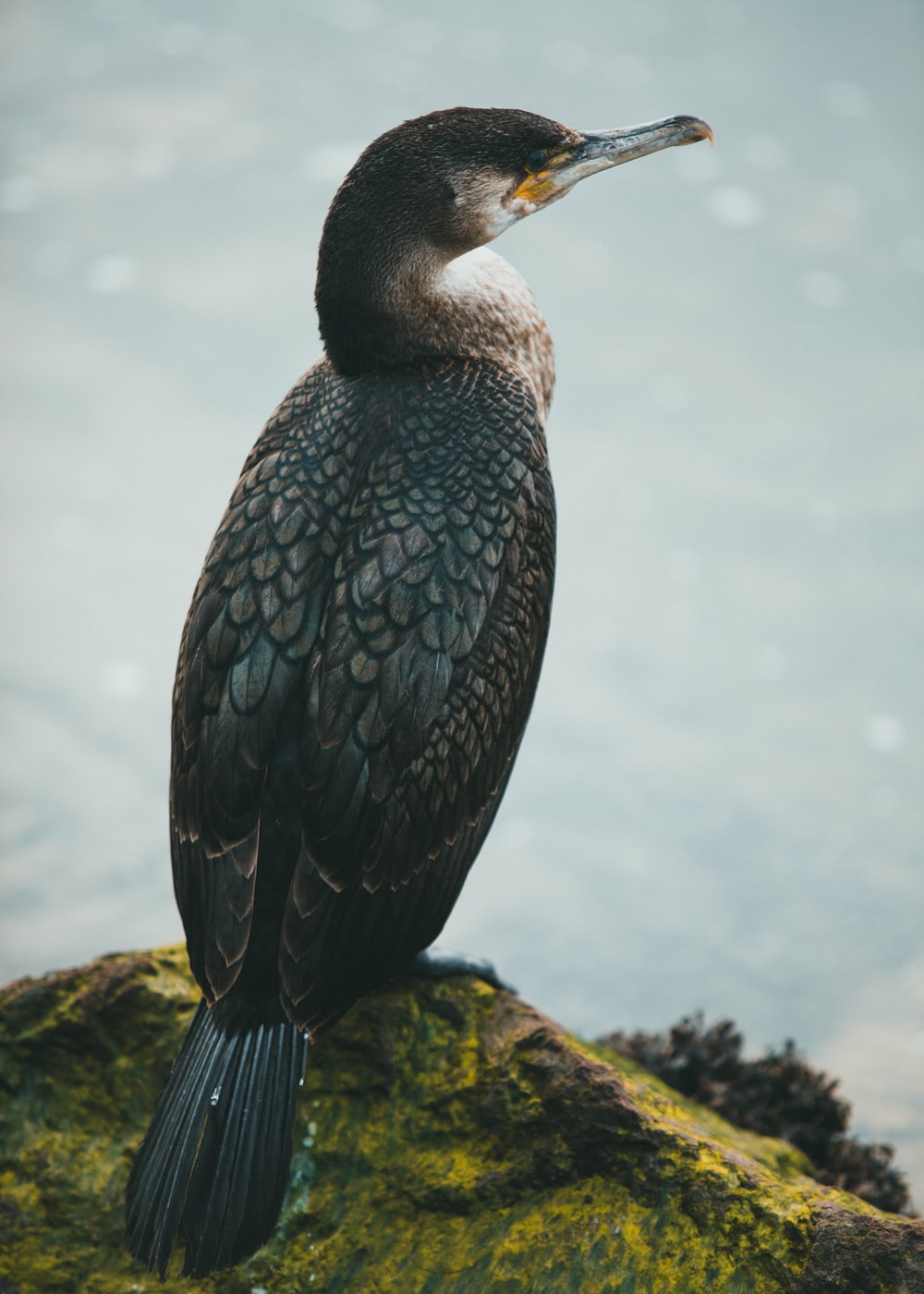 Cormorant Wallpapers