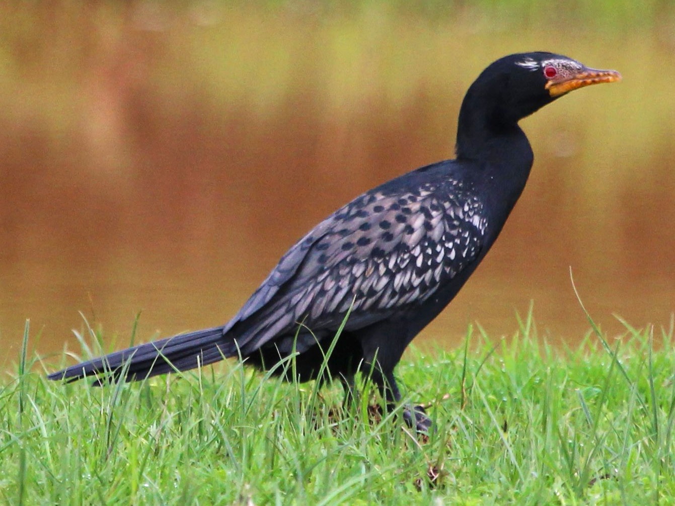 Cormorant Wallpapers