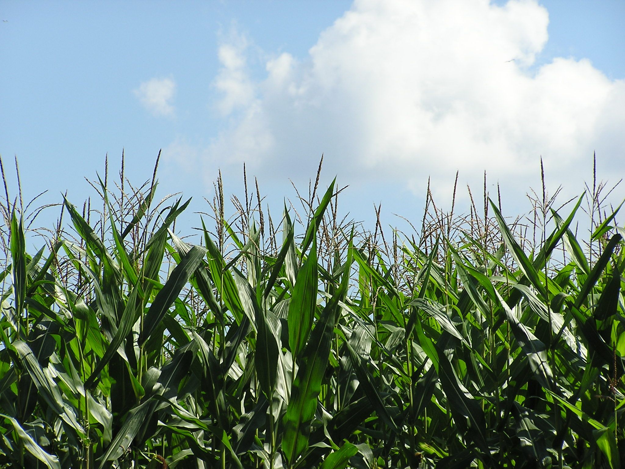 Corn Field Background