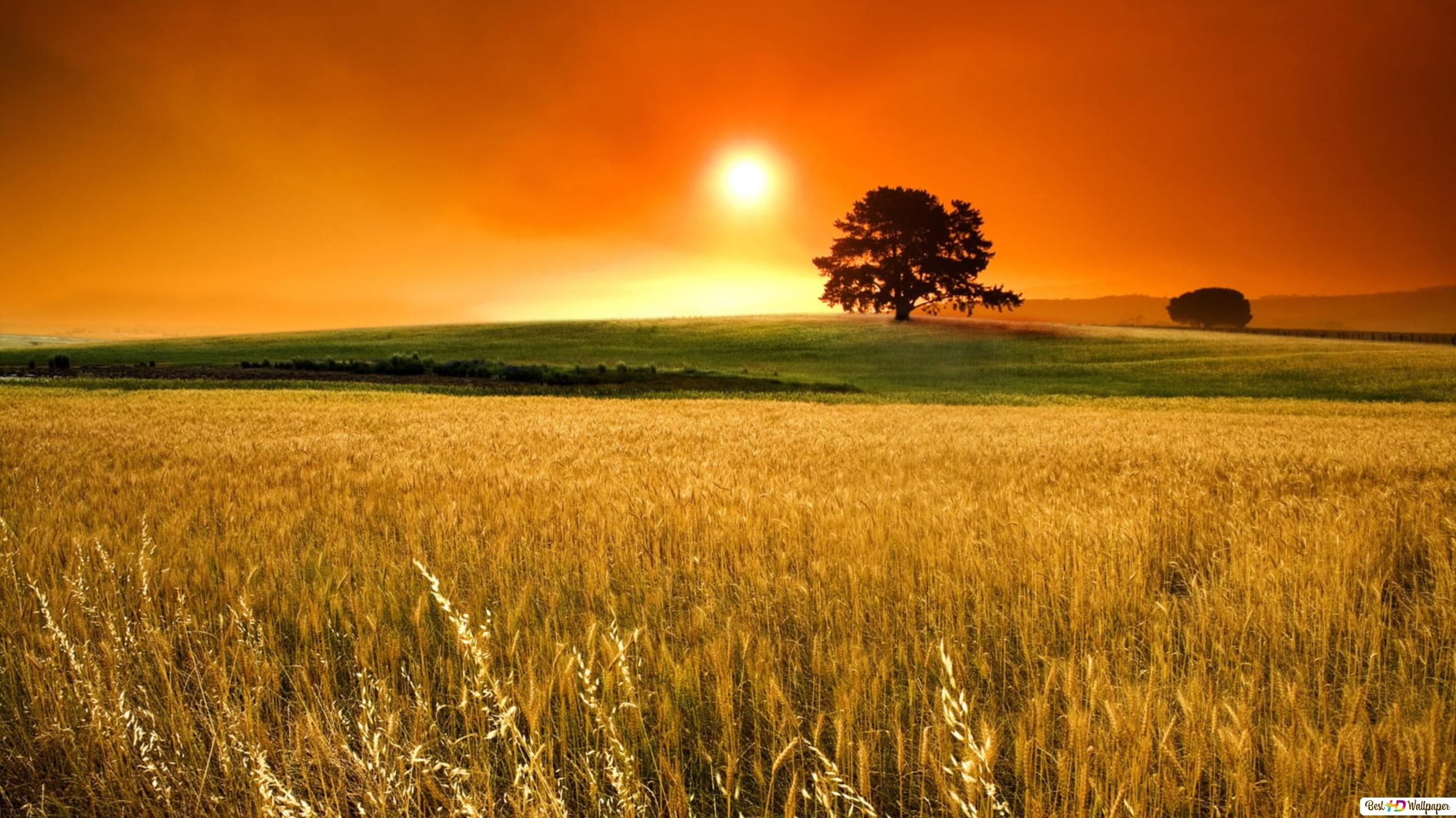 Corn Field Background