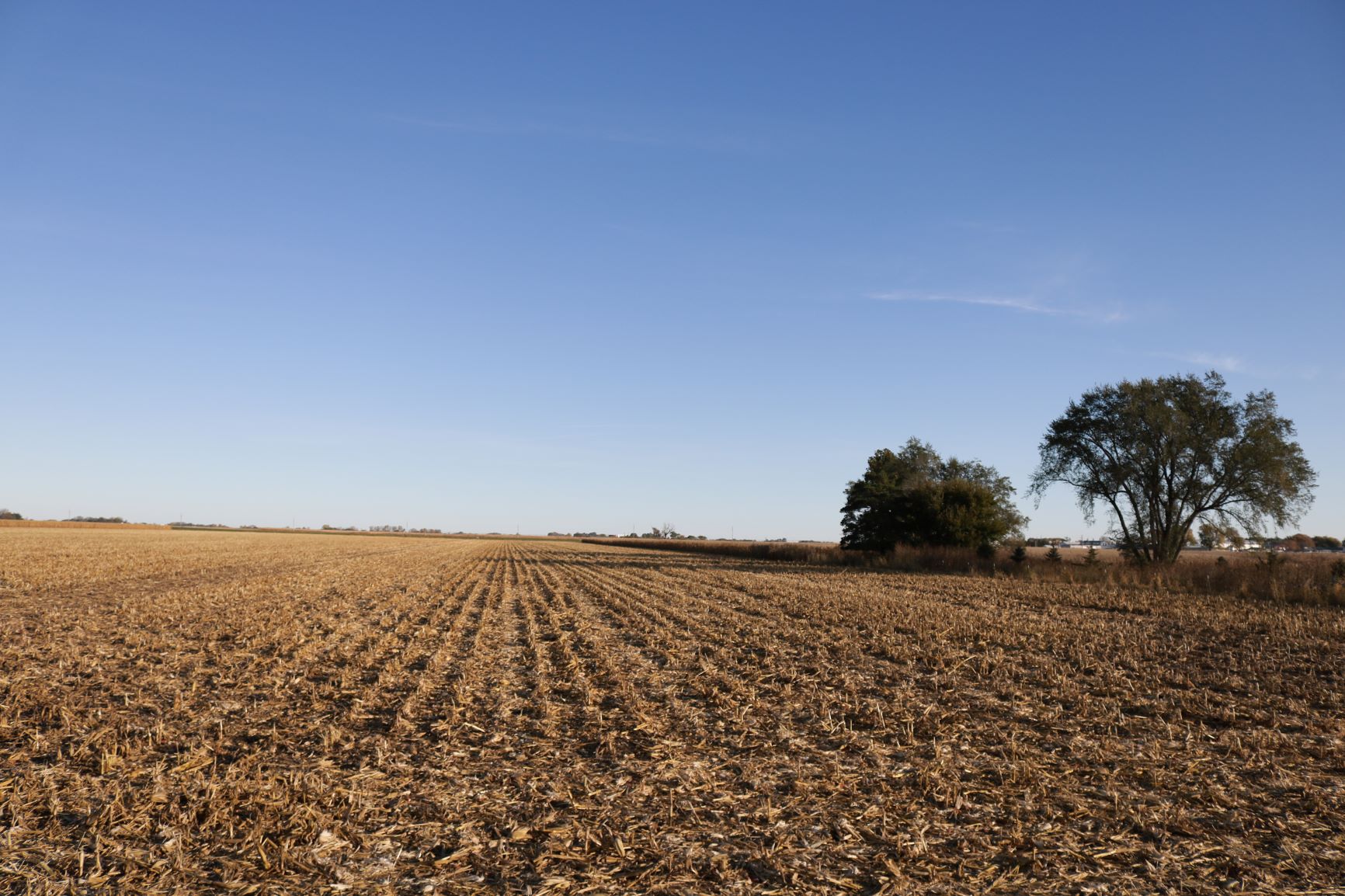 Corn Field Background