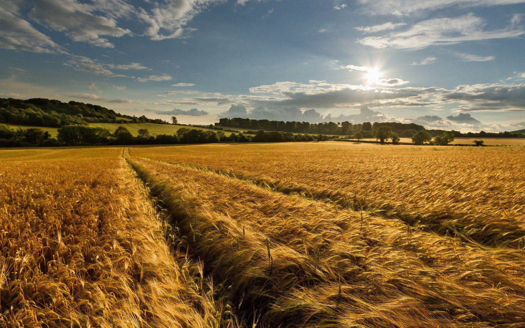 Corn Field Background