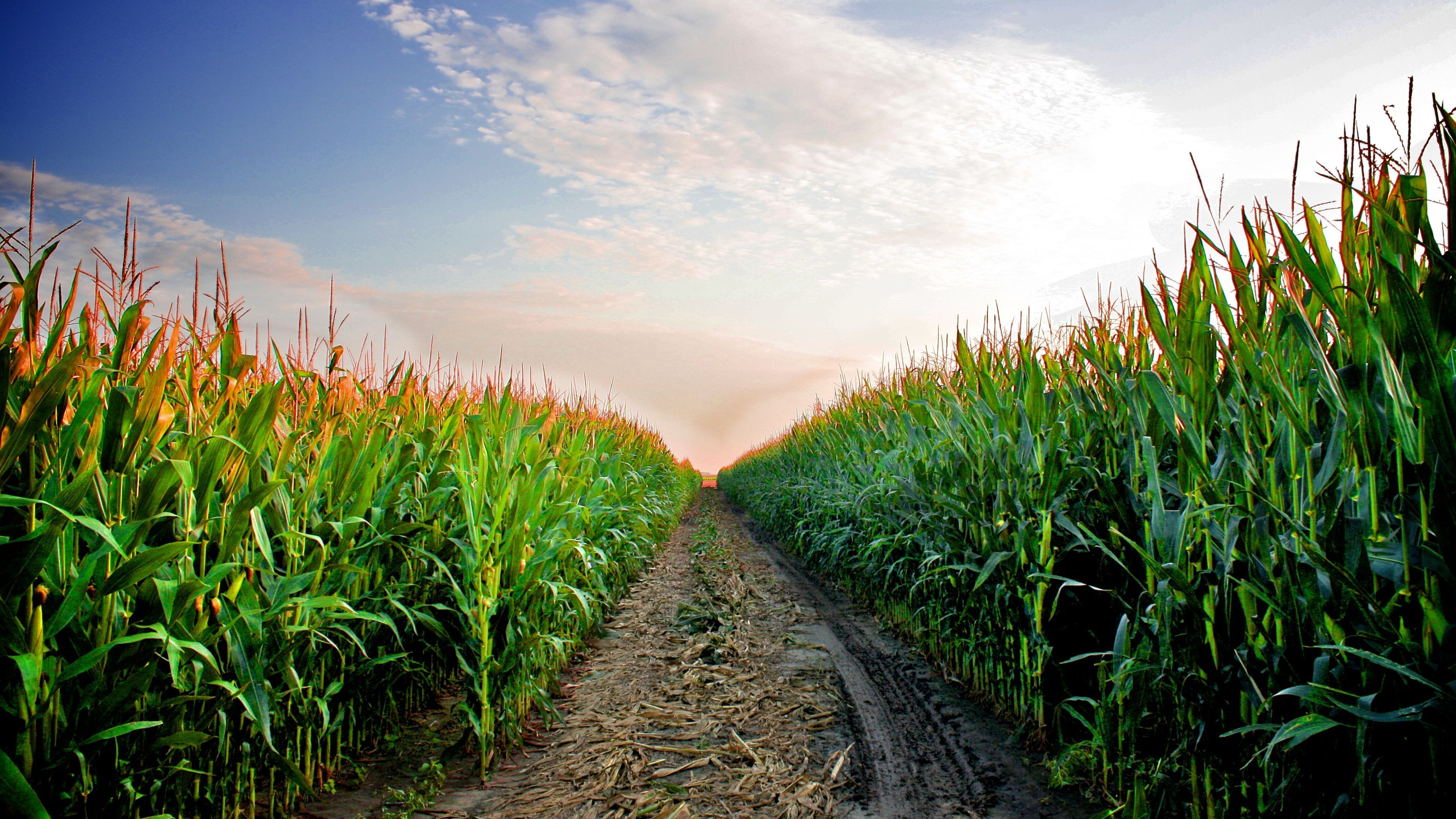 Cornfield Wallpapers