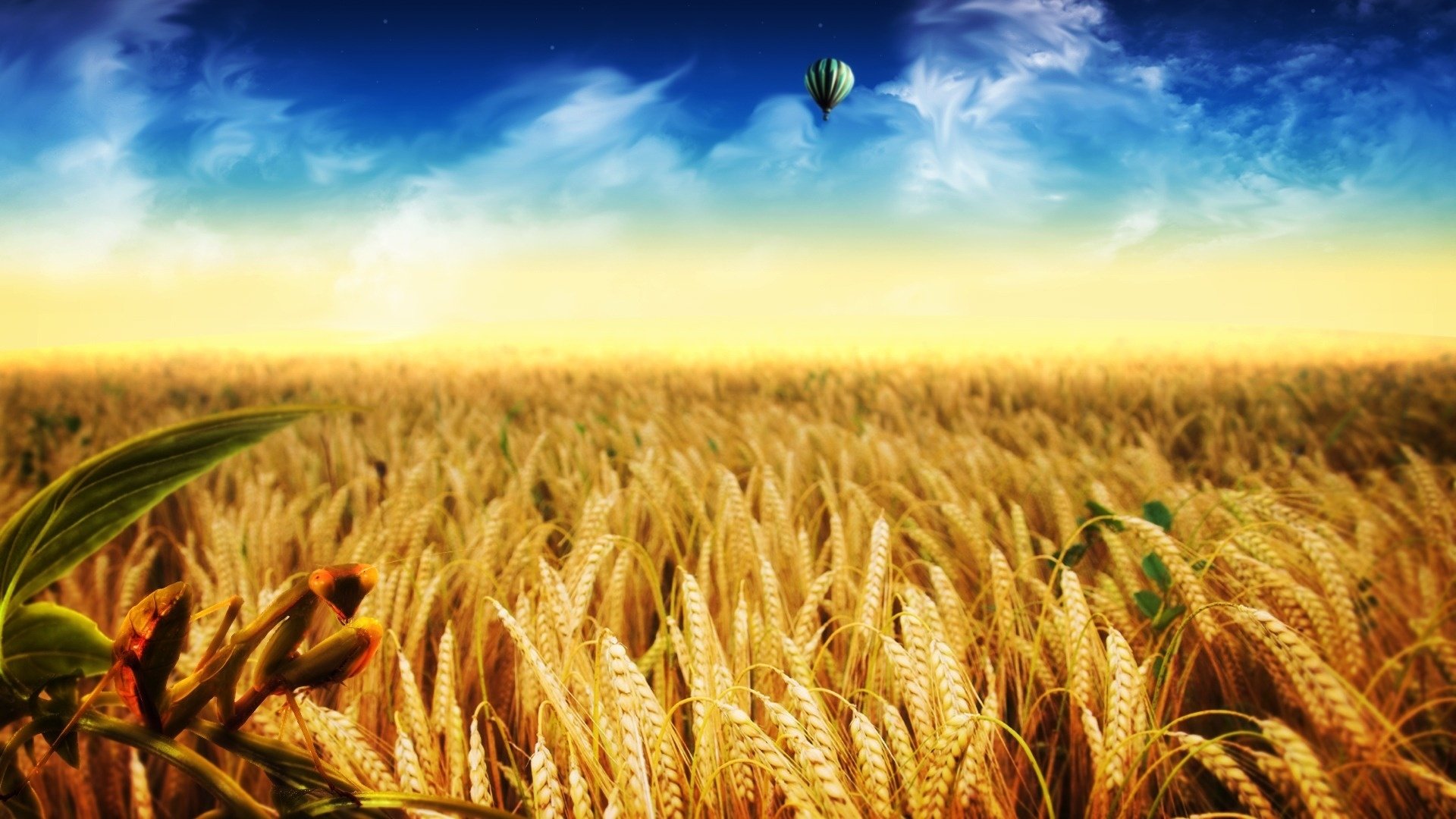 Cornfield Wallpapers