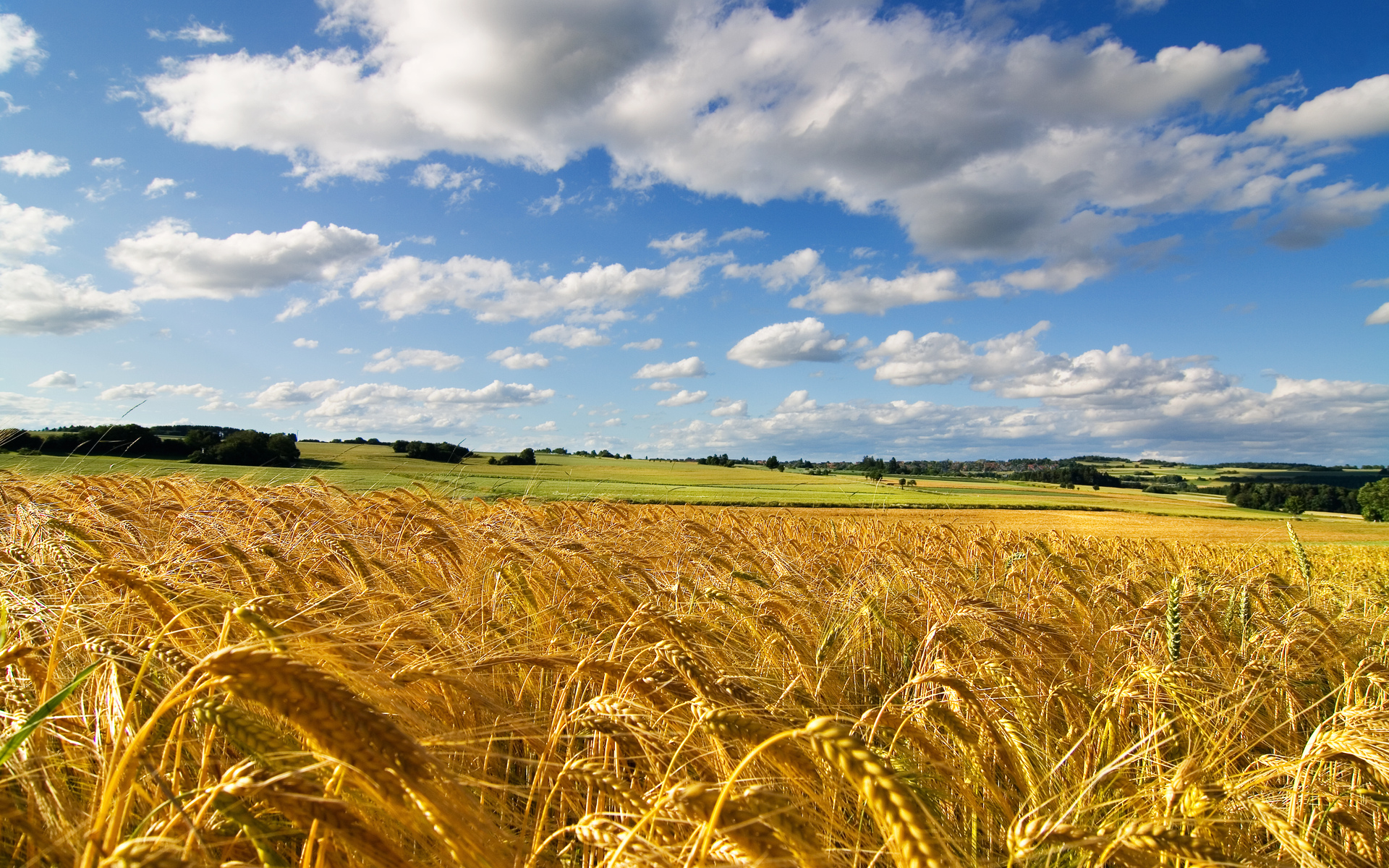 Cornfield Wallpapers