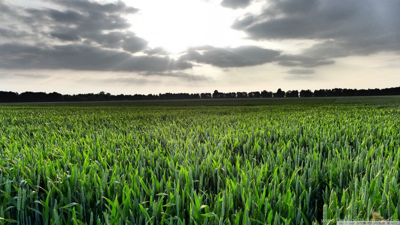 Cornfield Wallpapers