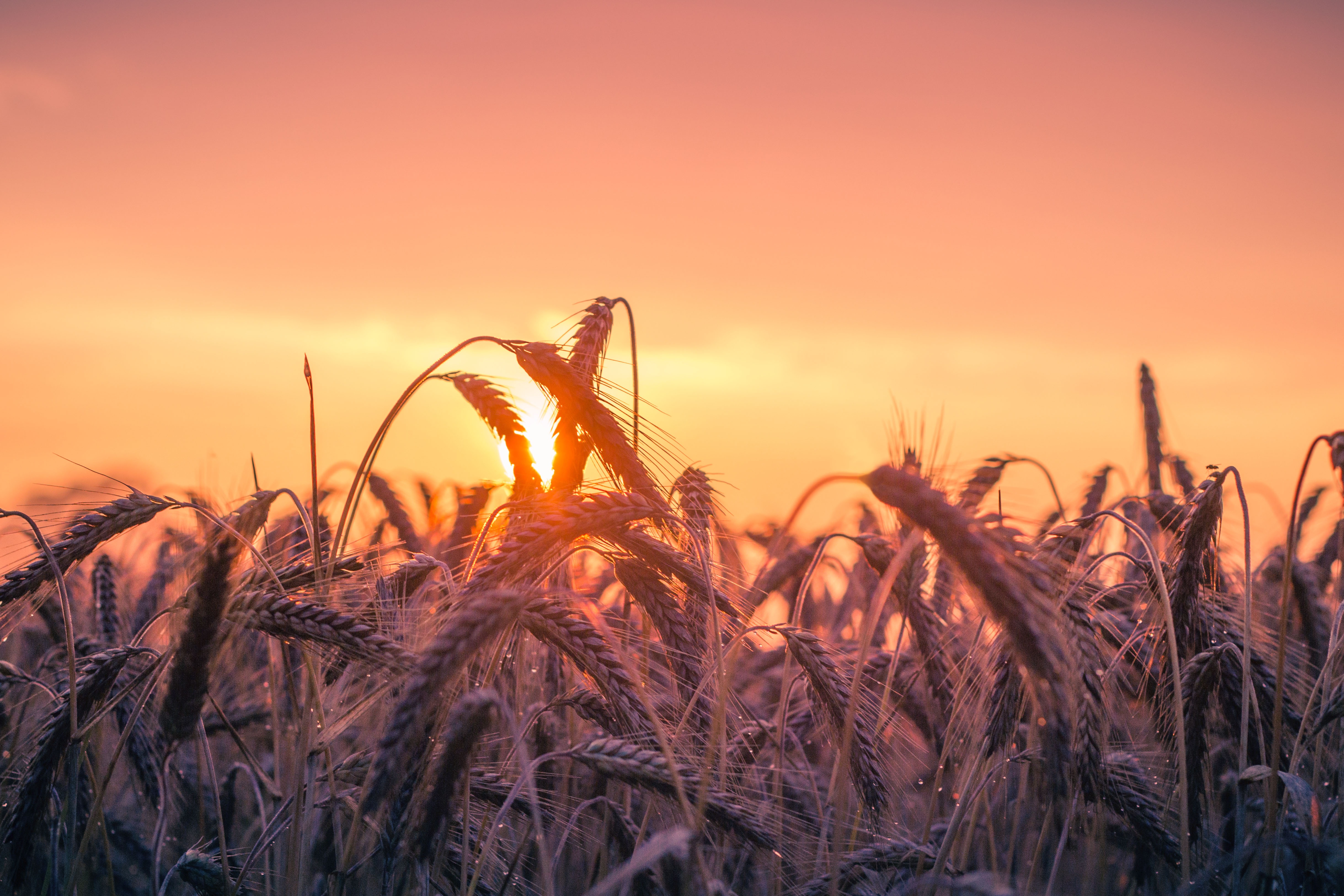 Cornfield Wallpapers