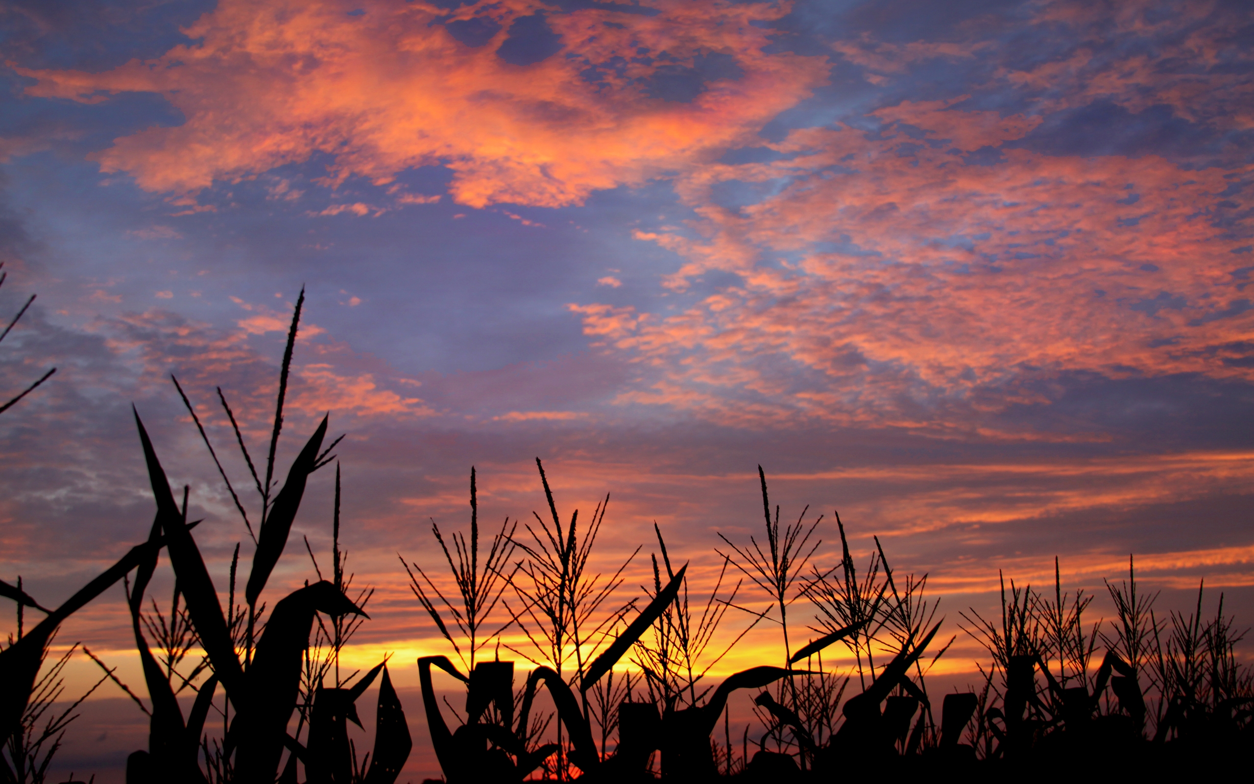 Cornfield Wallpapers