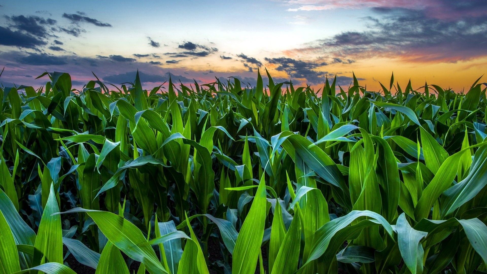 Cornfield Wallpapers