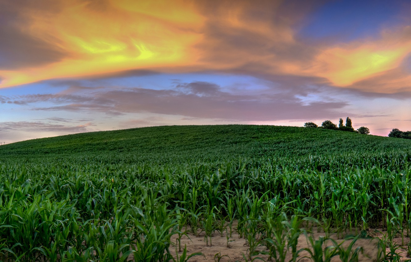 Cornfield Wallpapers