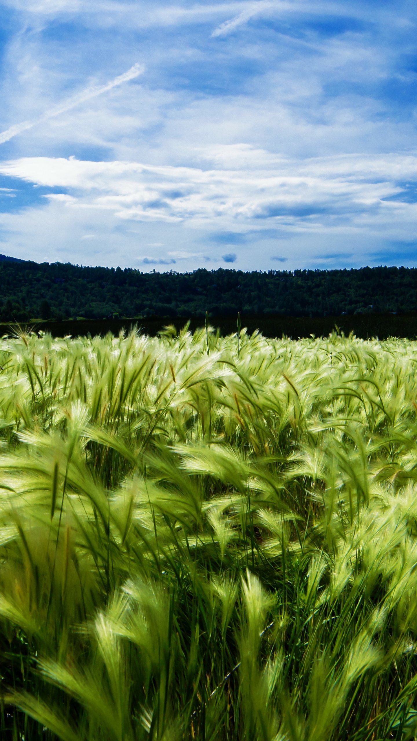 Cornfield Wallpapers