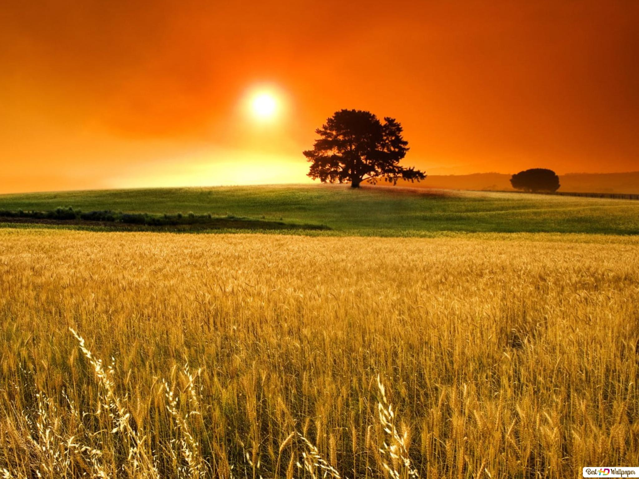 Cornfield Wallpapers