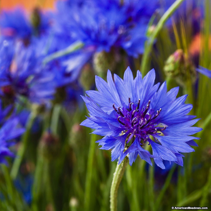 Cornflower Wallpapers