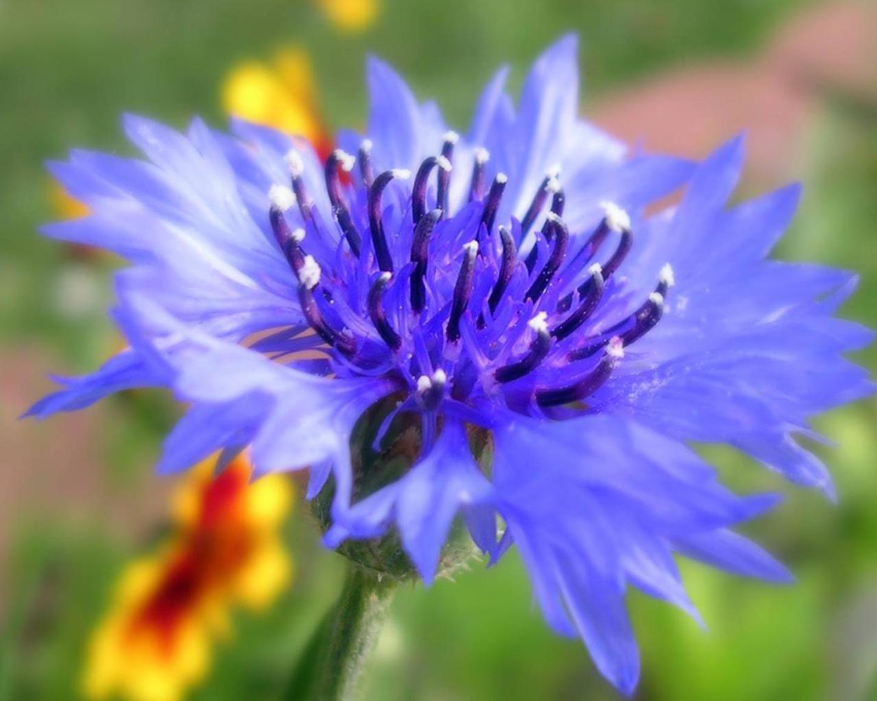 Cornflower Wallpapers