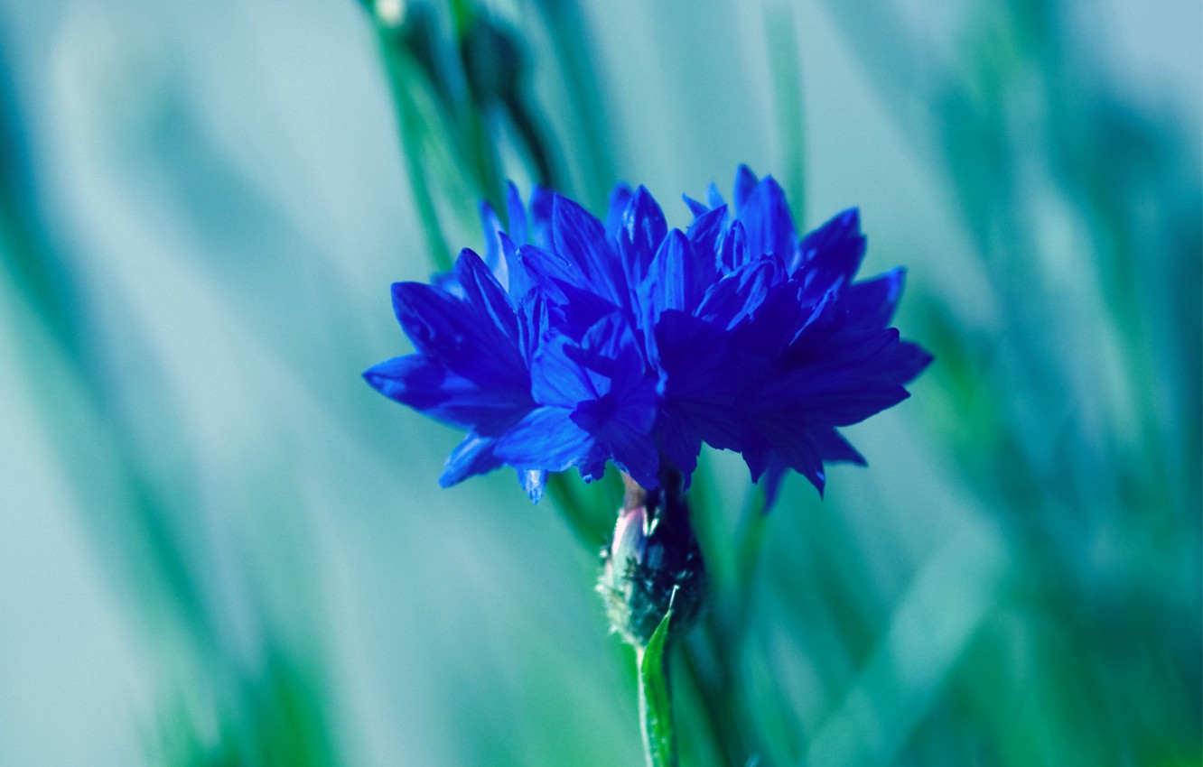 Cornflower Wallpapers