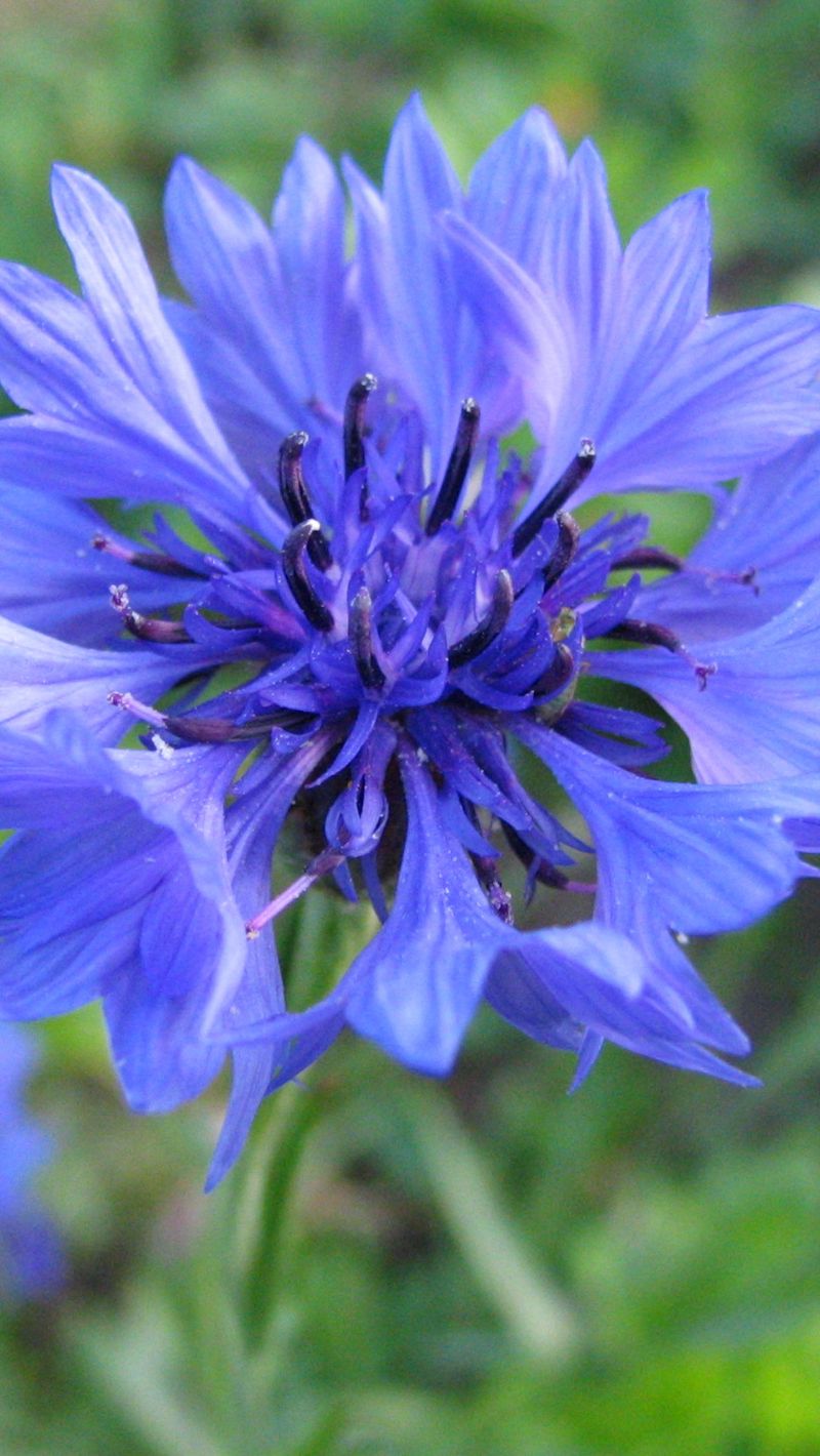 Cornflower Wallpapers