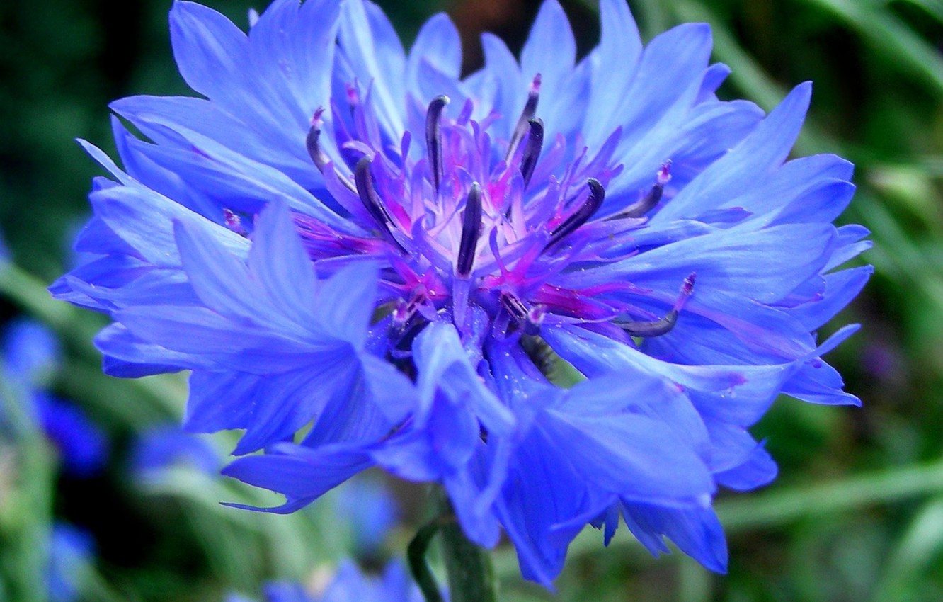 Cornflower Wallpapers