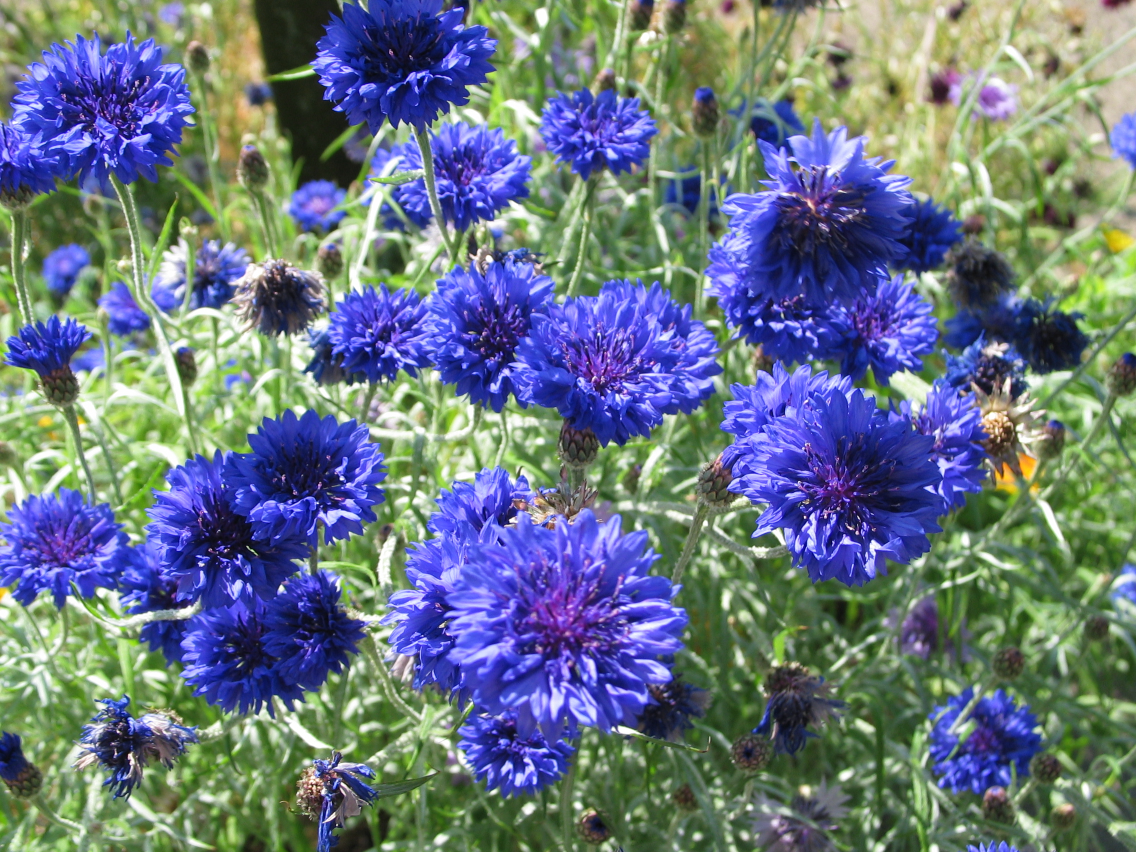 Cornflower Wallpapers